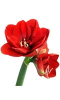 Amaryllis red Color symbolism RED 