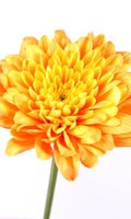 Chrysanthemum yellow Color symbolics YELLOW 