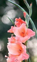 gladiolus G as gardening 