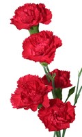 Red carnations Color symbolism RED 