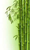 bamboo B like botany 