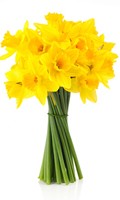 daffodil D like deco flowers 