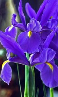 Blue iris Color symbolism BLUE 