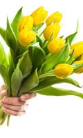 Yellow tulip Color symbolics YELLOW 