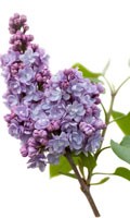 lilac Color symbolic PURPLE 