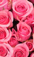 Pink rose Color symbolic PINK 