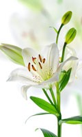 Lily white Color symbolics WHITE 
