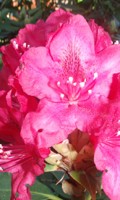 rhododendron R like ranunculus 