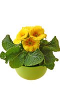 Yellow primrose Color symbolics YELLOW 