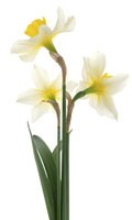 White daffodils Color symbolics WHITE 