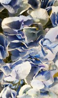 hydrangea Color symbolism BLUE 