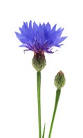 cornflower Color symbolism BLUE 