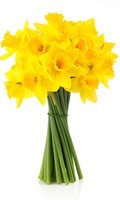 Daffodil yellow Color symbolics YELLOW 