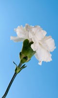 White carnations Color symbolics WHITE 