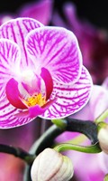 Purple orchid Color symbolic PURPLE 