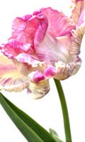 Pink tulip Color symbolic PINK 