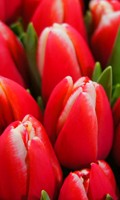 Red tulips Color symbolism RED 