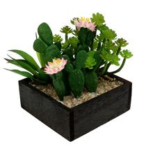 category Cacti & Succulents