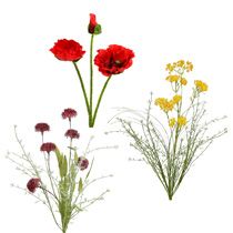 category Garden flower & meadow flower