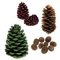 category Pine cones 