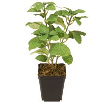 category Artificial plants