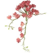 category Cacti & Succulents