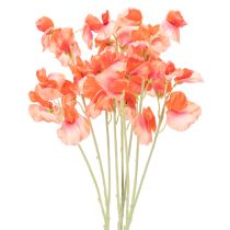 category Garden flower & meadow flower