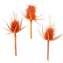 category Branch, sticks, bouquets and rods