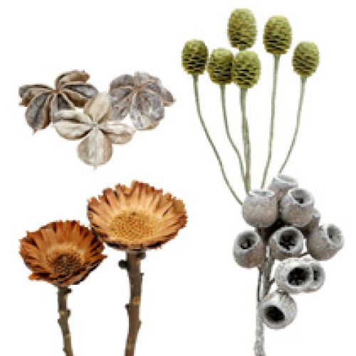 Floristik24.co.uk Proteas buy cheap online