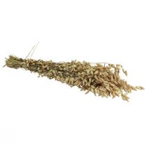 Product Quaking grass dried flowers green natural Briza 60cm 100g