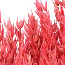 Dried Flowers, Oats Dried Cereals Deco Pink 65cm 160g