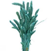 Dried flowers, Setaria Pumila, millet blue 65cm 200g