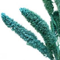 Product Dried flowers, Setaria Pumila, Bristle Millet Blue 65cm 200g
