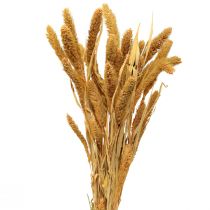 Dried flowers, Setaria Pumila, bristle millet orange 72cm 225g