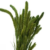 Product Dried flowers, Setaria Pumila, Bristle Millet Green 75cm 170g
