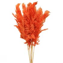 Pampas grass deco dried orange dry floristics 72cm 6pcs