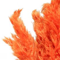 Pampas grass deco dried orange dry floristics 72cm 6pcs