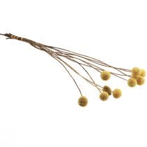 Product Yellow Dried Craspedia Flowers, 70 cm, Approx. 10 Stems