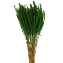 Green foxtail Setaria viridis dry grass 52cm 28g