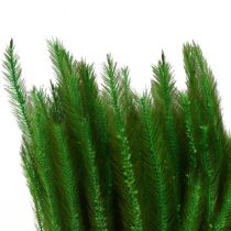 Green foxtail Setaria viridis dry grass 52cm 28g