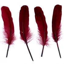 Product Decorative feathers for crafts, real bird feathers, wine red, 20g