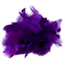 Product Decorative feathers small real bird feathers decorative purple 5-10cm 10g