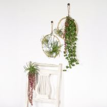 Product Sedum &#39;Rubin&#39; hanging plant – decorative, easy-care succulent 43cm 3pcs.