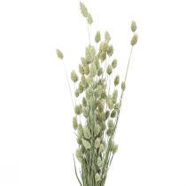 Dried grasses Phalaris dried dry floristic nature 55cm 80g
