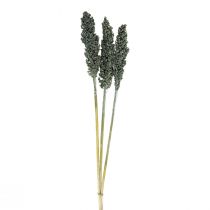 Product Dried flowers sorghum millet blue-green dried floristry 72cm 3 pcs