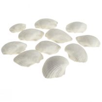 Shell Deco White Shells Cockles empty 5cm 250g