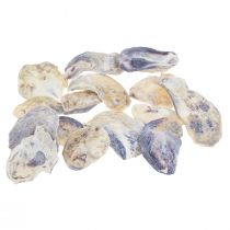 Oyster shells deco shells decoration natural 2-6cm 250g