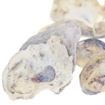 Oyster shells deco shells decoration natural 2-6cm 250g