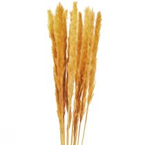 Product Pampas grass deco, pampas grass dried pampas grass yellow 74cm 10 pieces