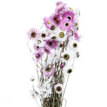 Product Dried Flowers White Pink Straw Flowers 40-45cm 30g